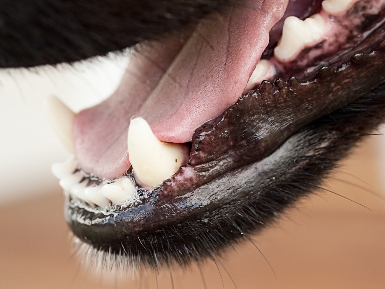 dog gum color chart