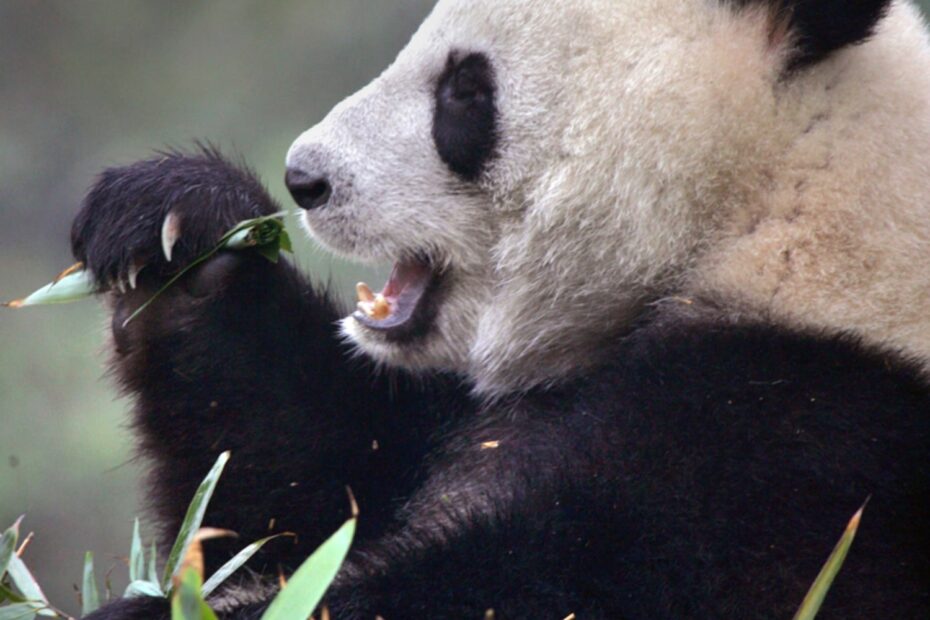 Panda Poop To Be Made Into Paper
