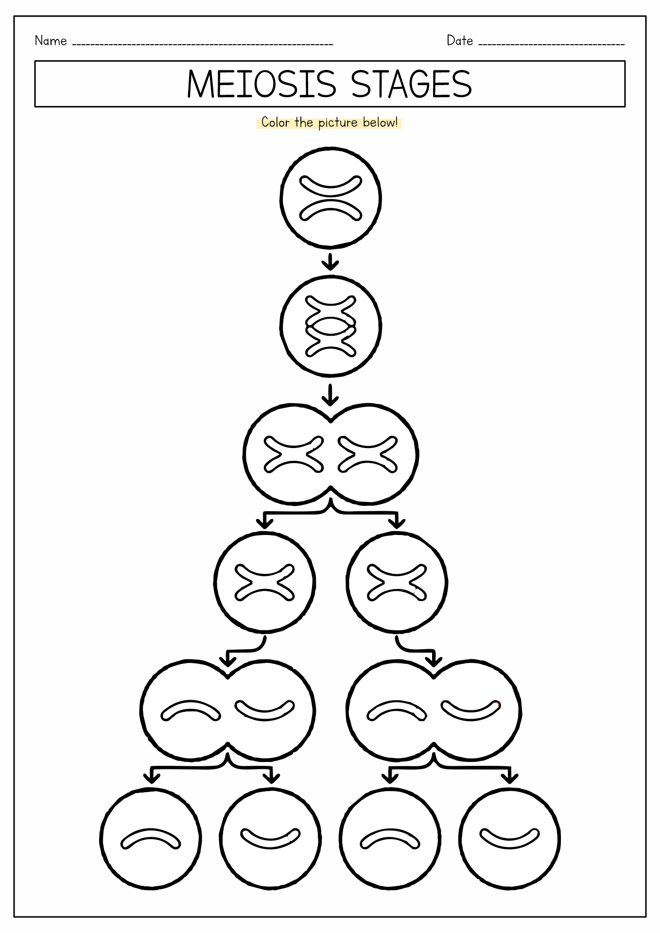Part 3 1 Meiosis Coloring Sheet Steps 4 6 Worksheets Library