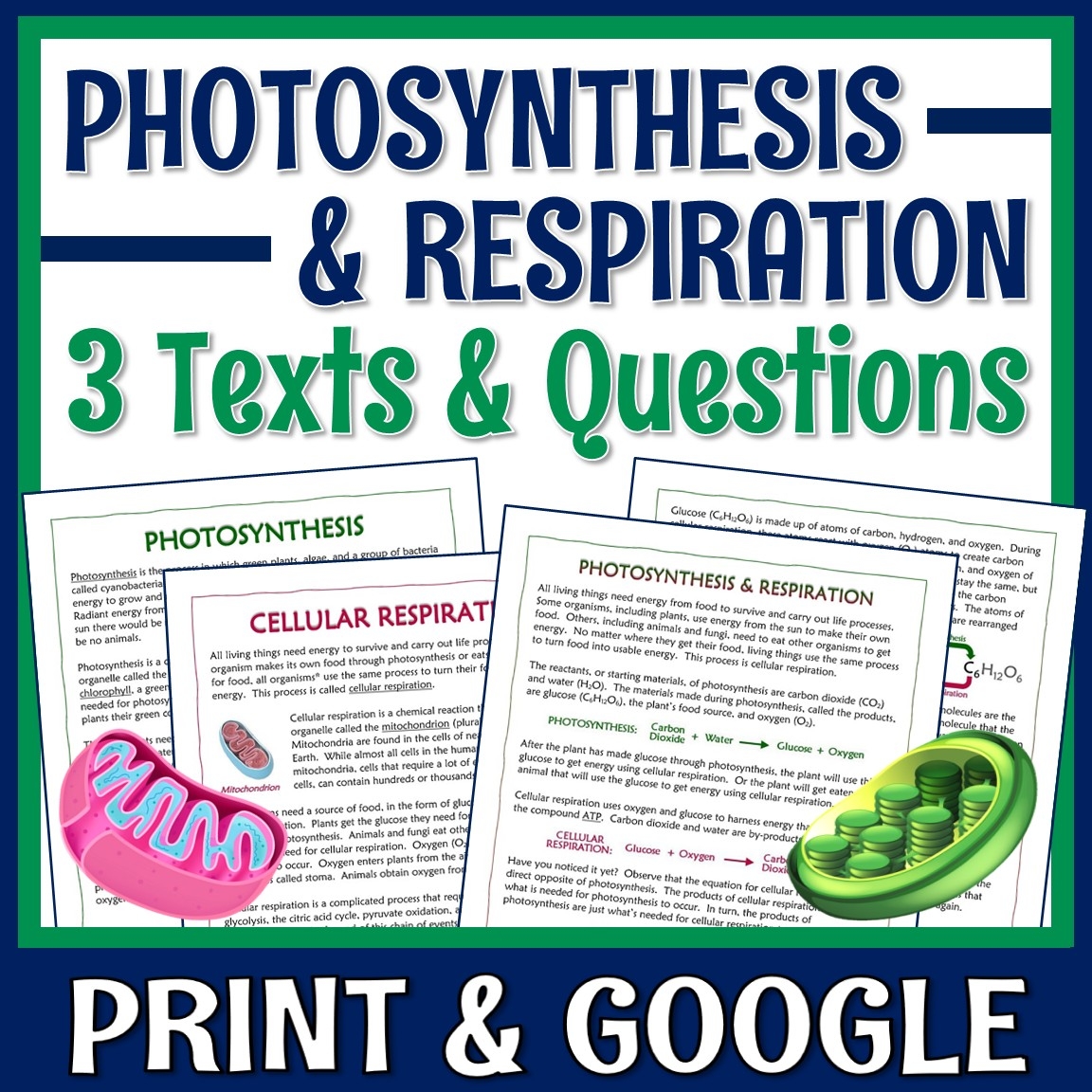 cell respiration and photosynthesis worksheet