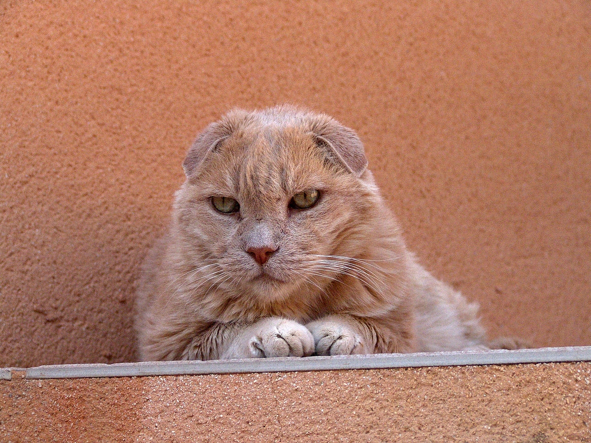 Pink Cat Simple English Wikipedia The Free Encyclopedia