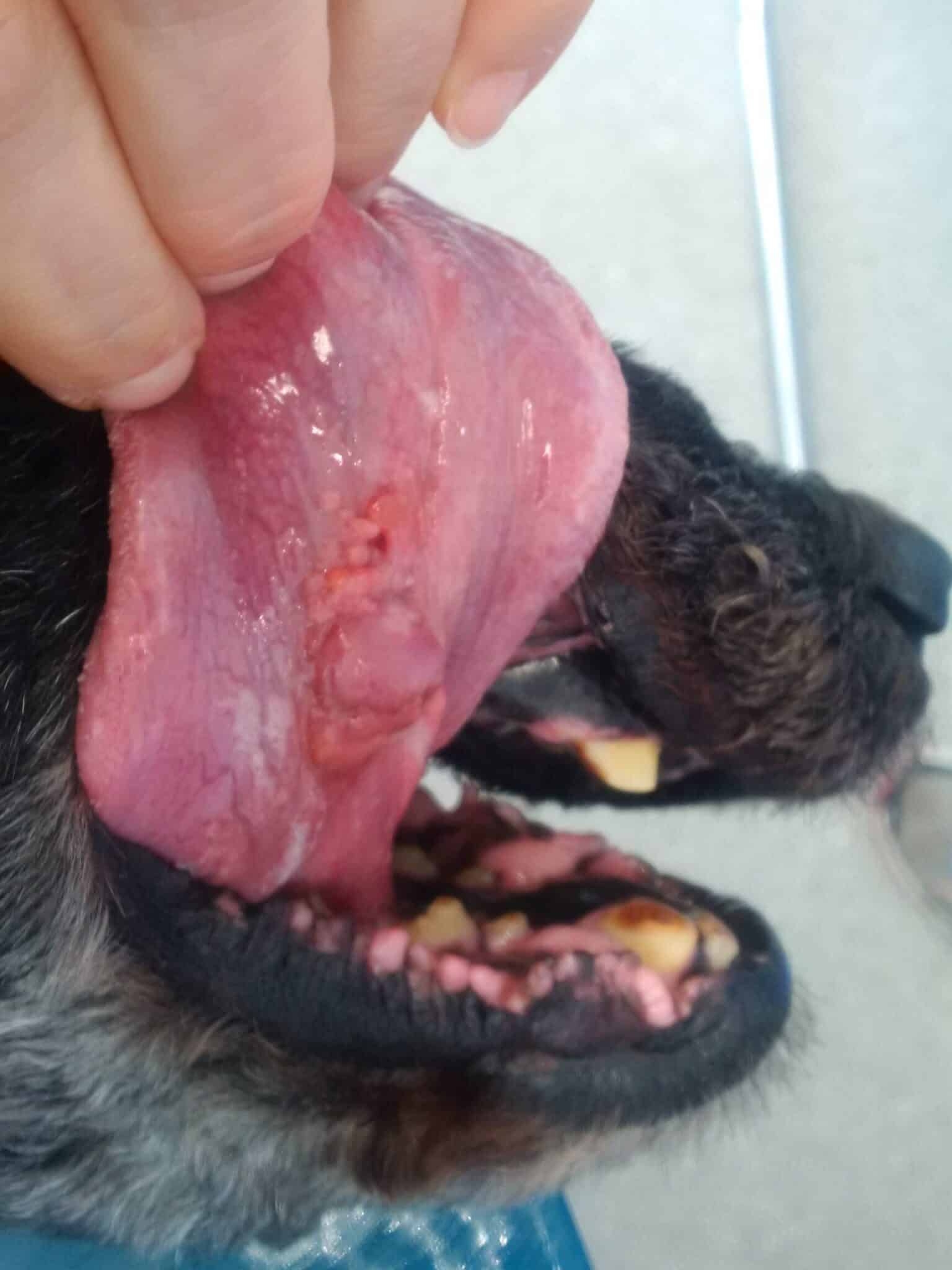 dog tongue color chart