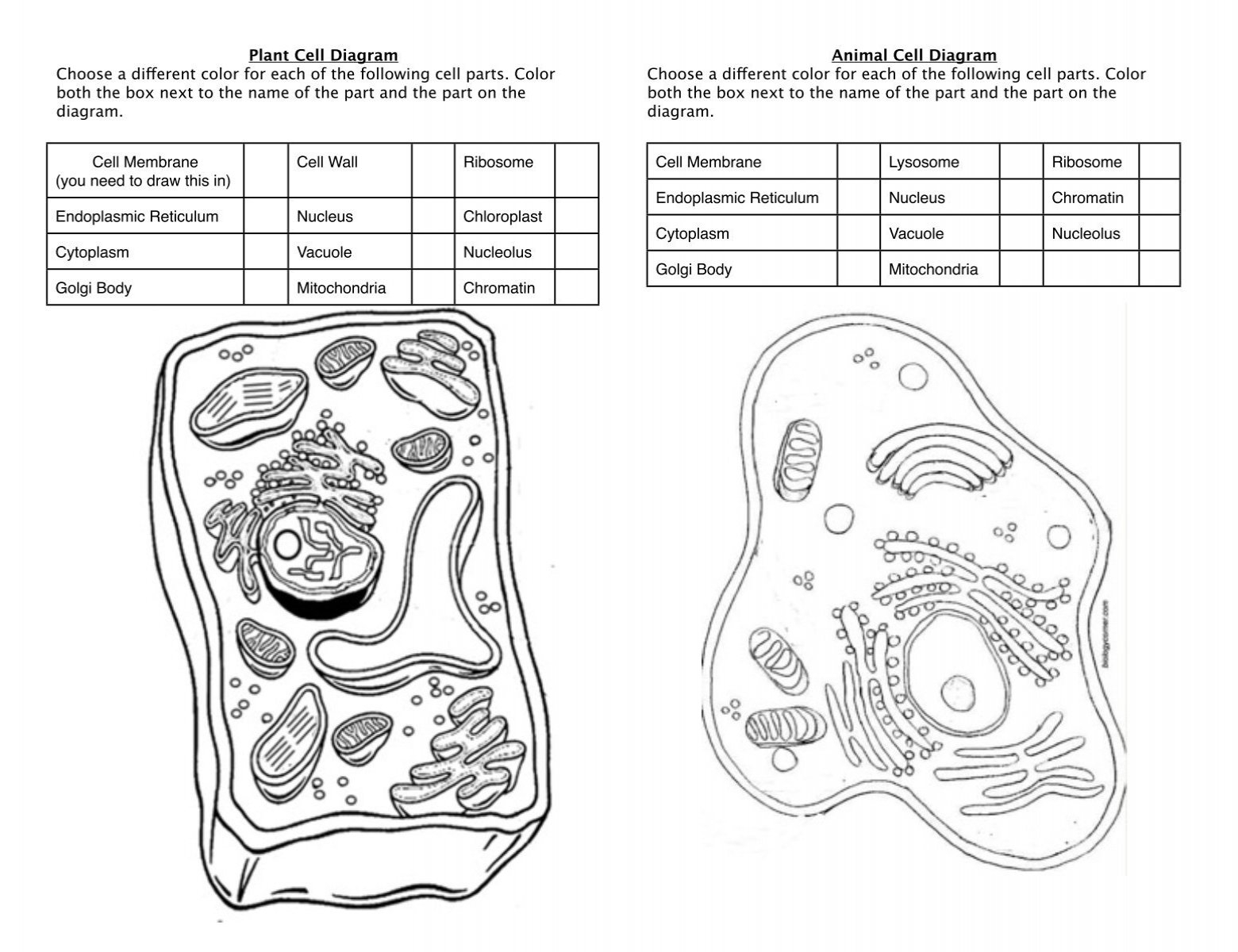 animal cell coloring sheet