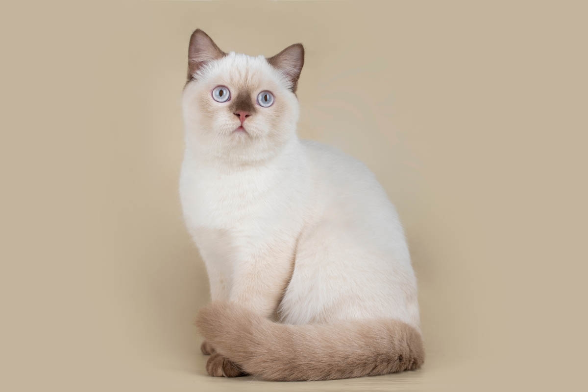 Pointed Colourpoint Cats Cat World