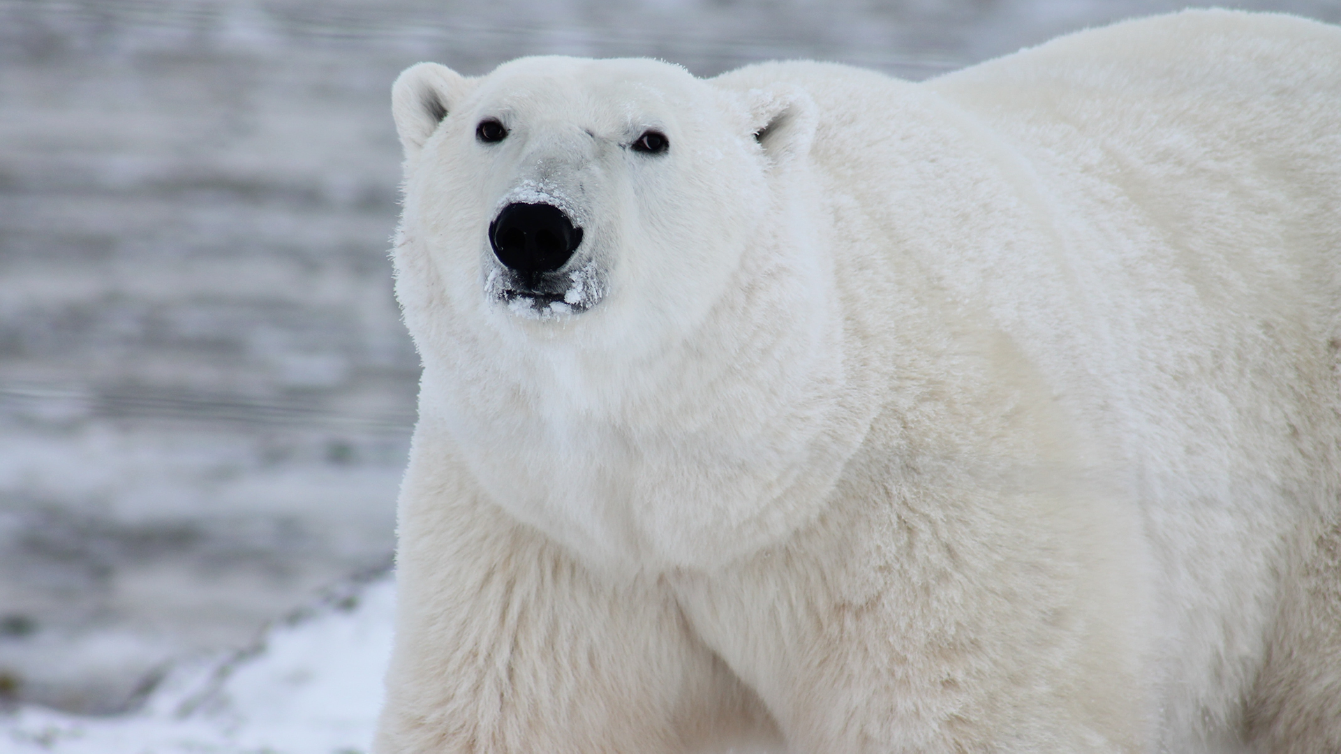 polar bear color skin