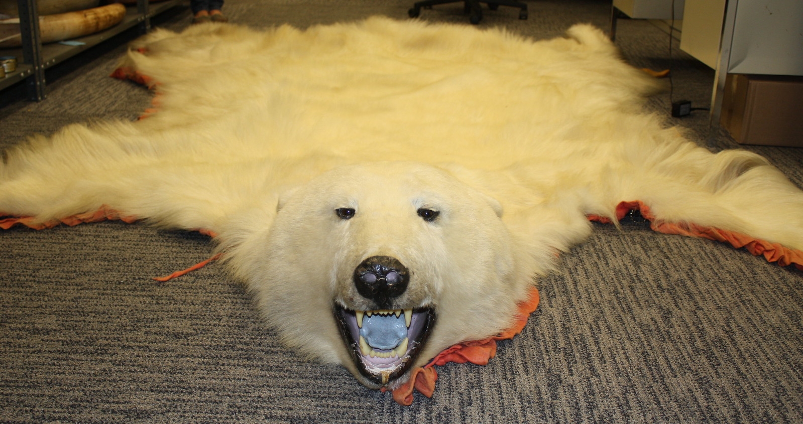 Polar Bear Skin Seized In N J Polar Bear Skin Seized In N Flickr