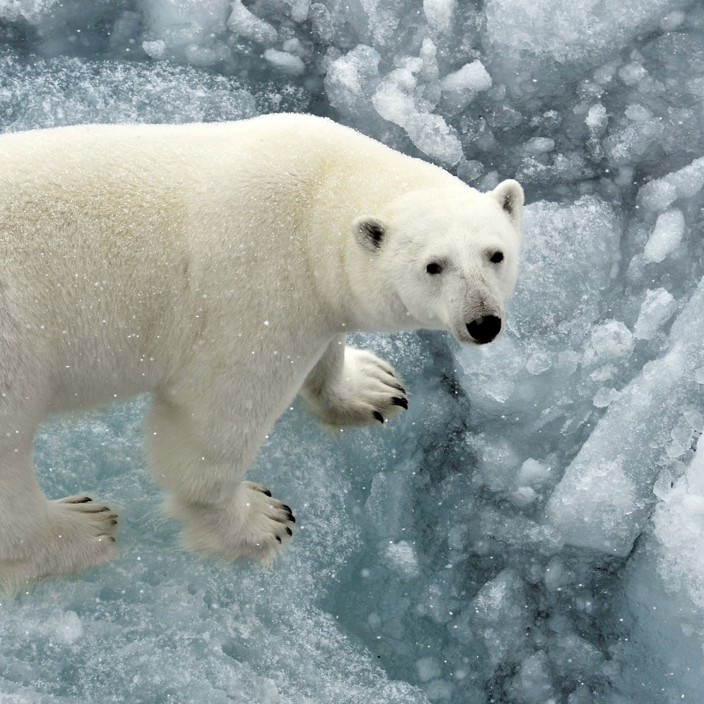 Polar Bears The Largest Land Carnivores Live Science
