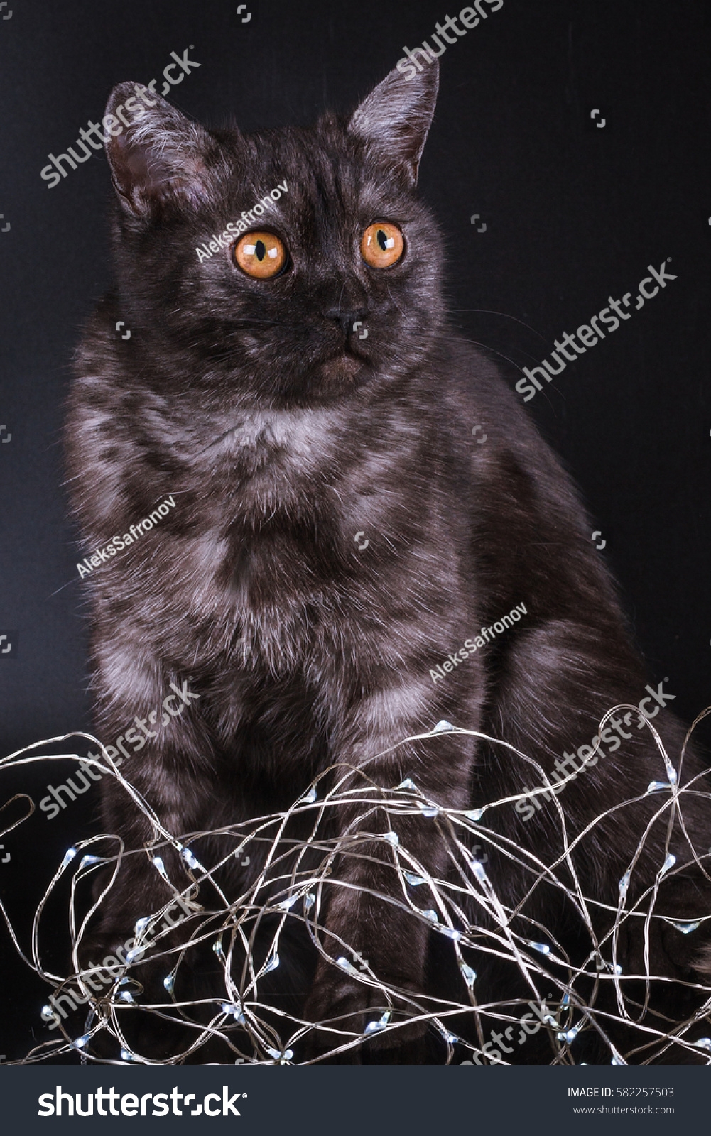 Portrait Cat Color Black Smoke Foto Stok 582257503 Shutterstock