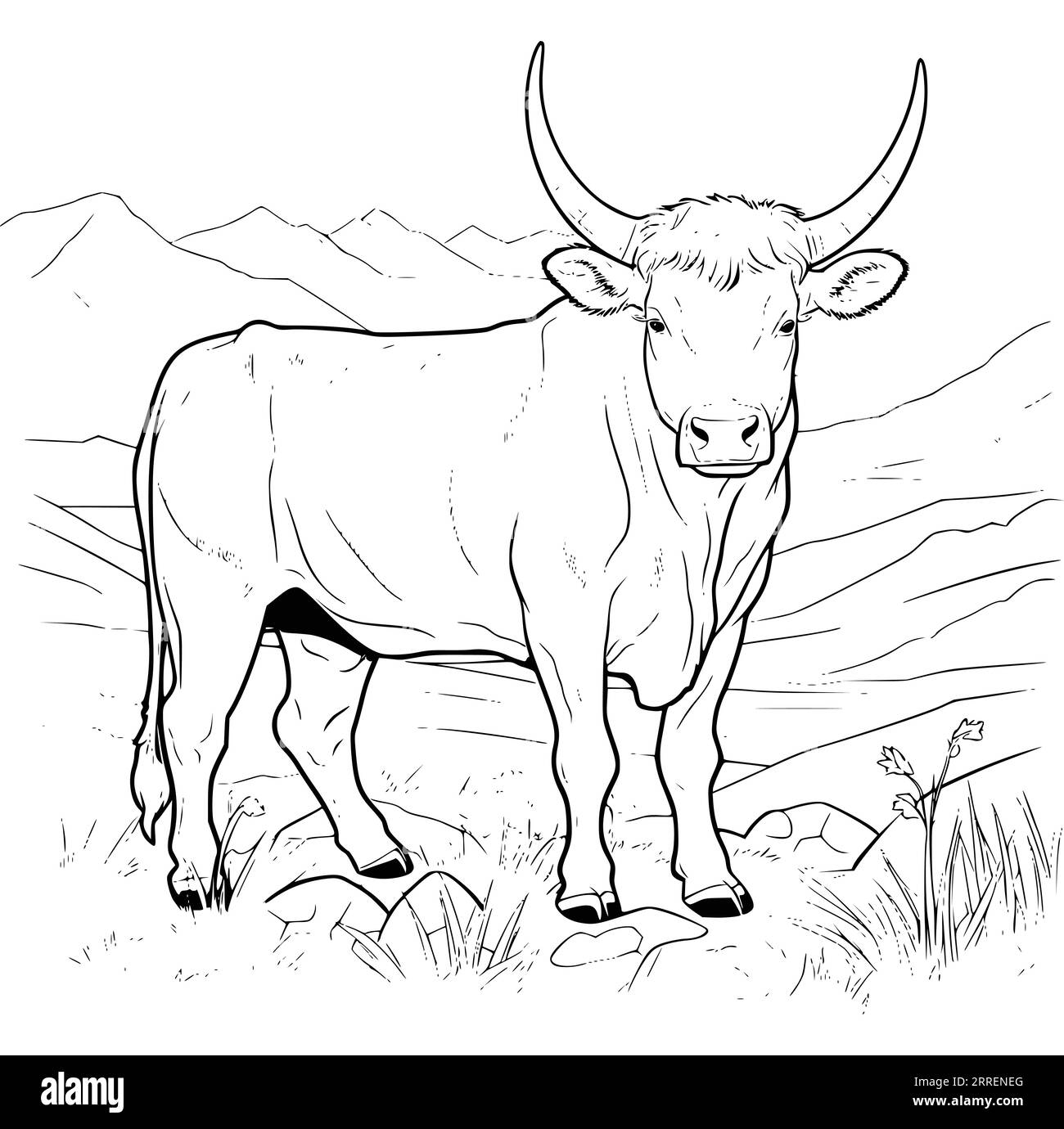 Printable Cow Coloring Pages For Adults Hi res Stock Photography 