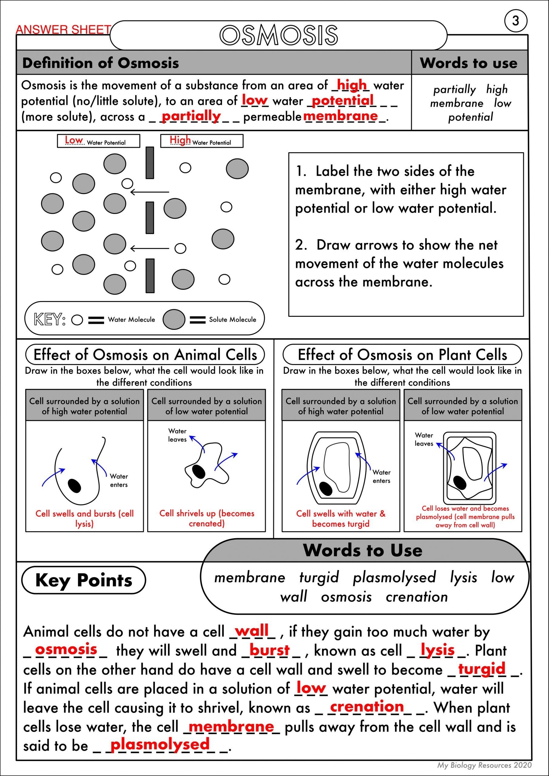 Printable Diffusion And Osmosis Worksheets