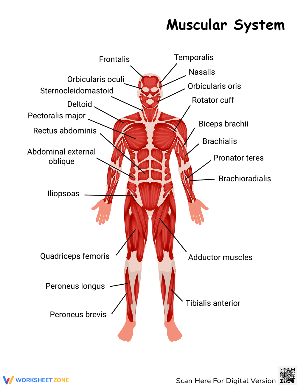 Printable Grade 6 Muscular System Worksheets