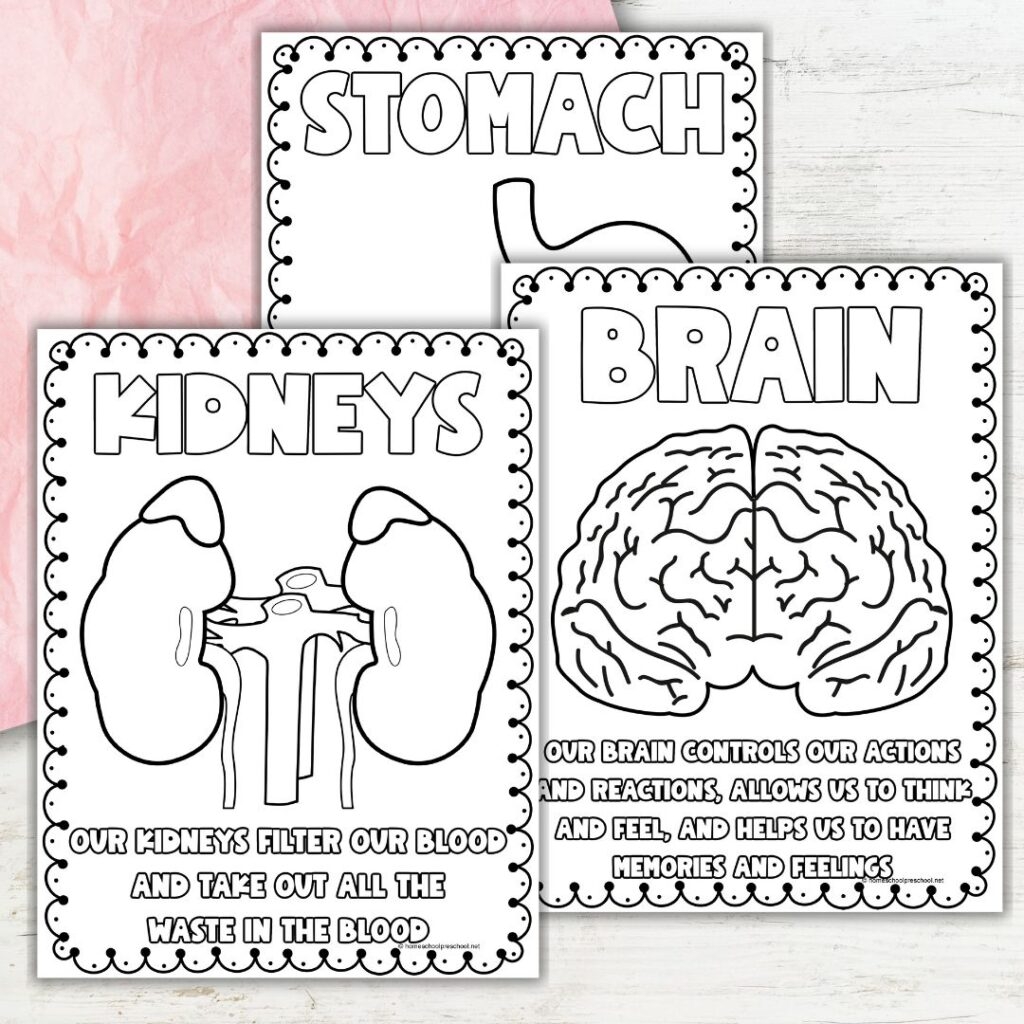human body coloring worksheets