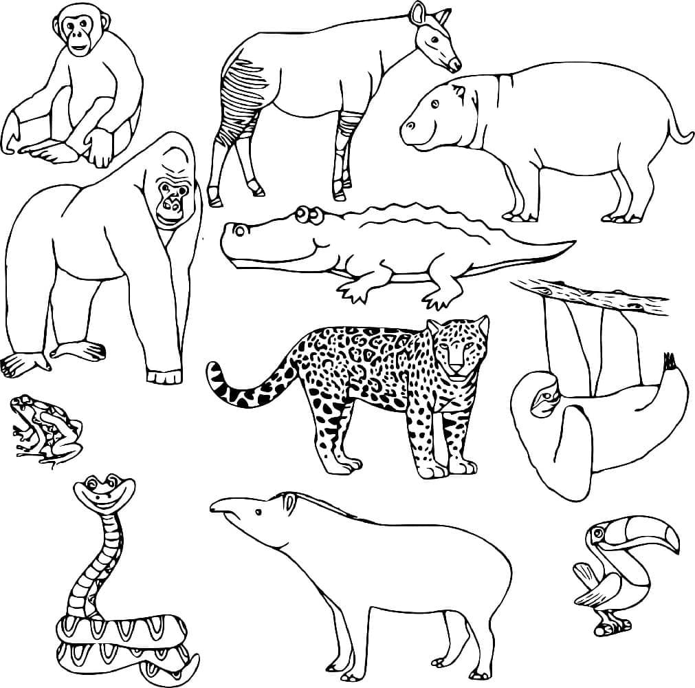 coloring pictures jungle animals
