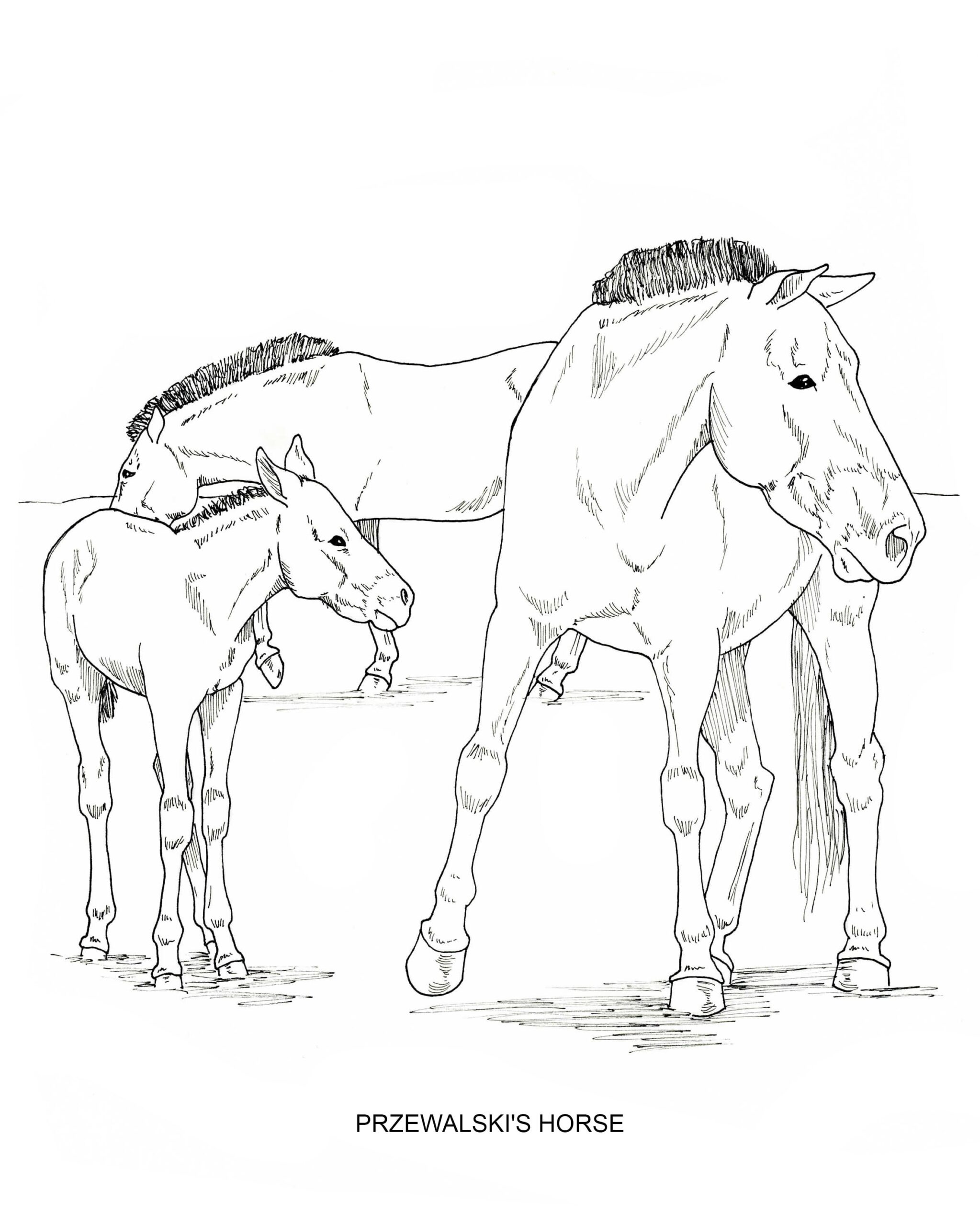 PRINTABLE Set Of 10 Horse Breed Coloring Pages 2 Digital 