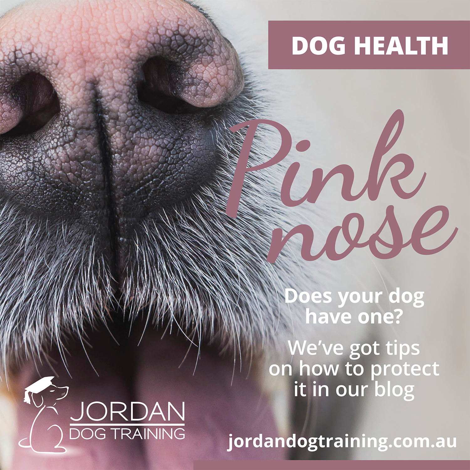 dog's nose changing color