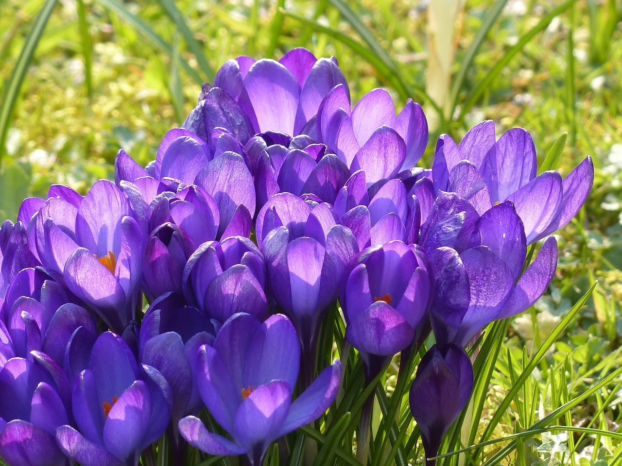 Purple Flower Names And Pictures Almanac