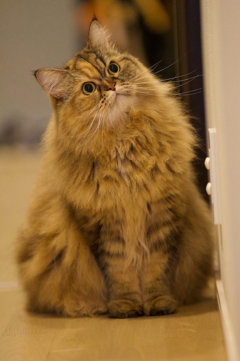 ragamuffin cat colors