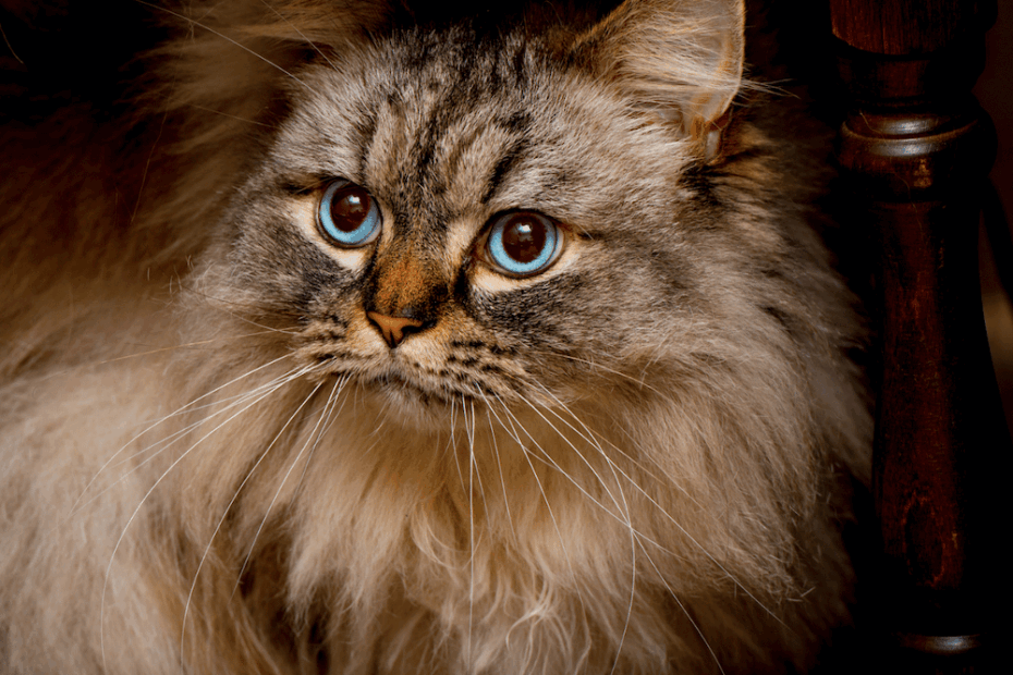 Ragamuffin Cats Facts Personality And Breed Guide