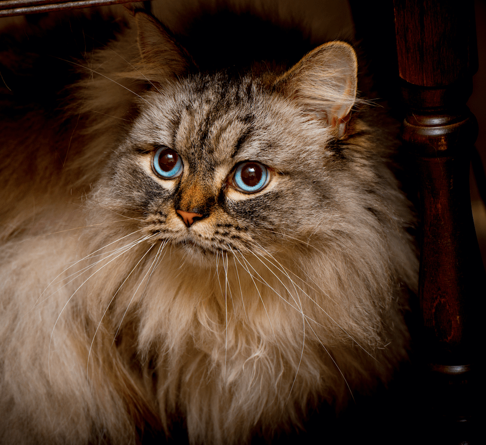 Ragamuffin Cats Facts Personality And Breed Guide