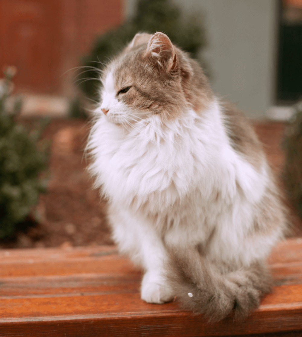Ragamuffin Cats Facts Personality And Breed Guide