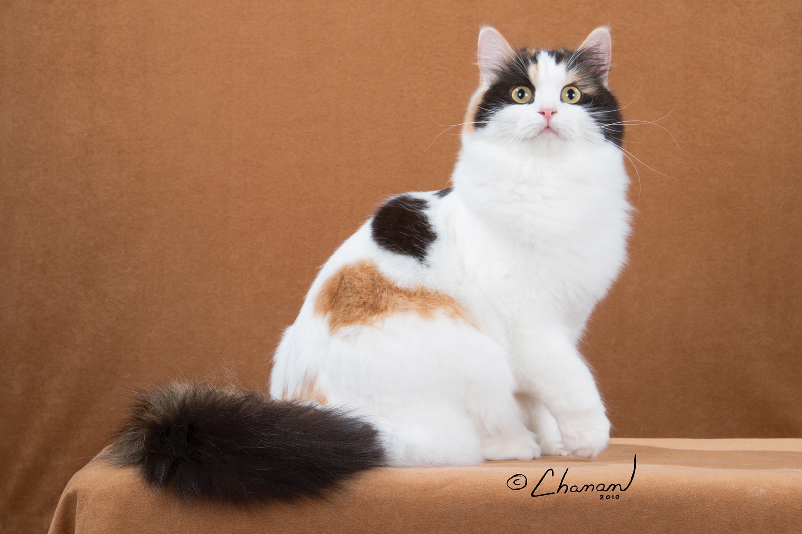 RagaMuffin The Cat Fanciers Association