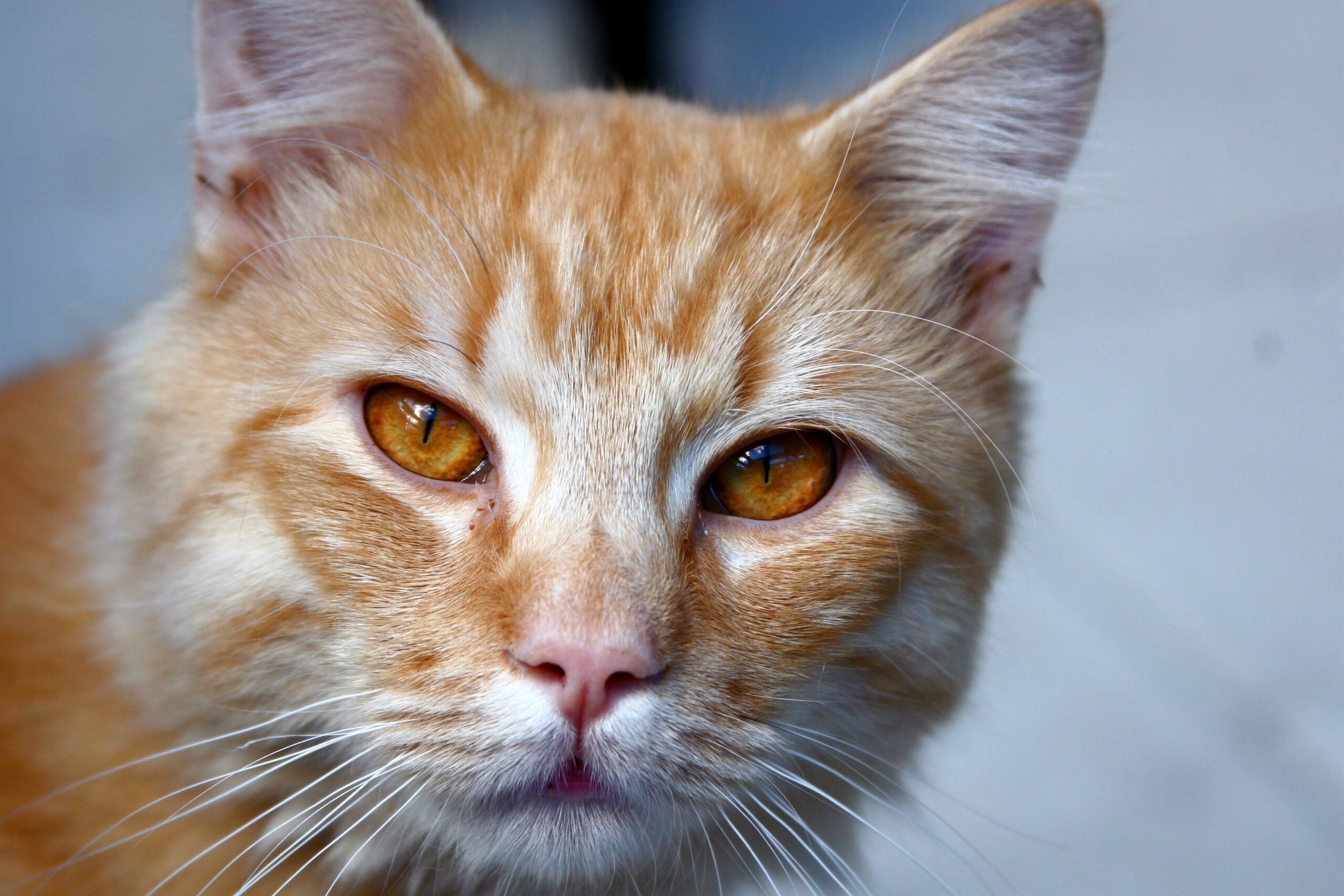 rarest cat eye color