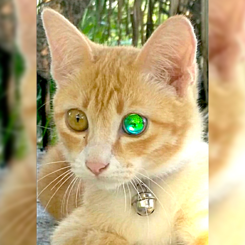 Rare Diamond Eyed Cat In Viral Video Raises Questions