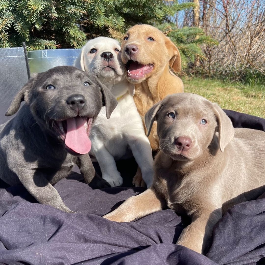 labrador pictures to color