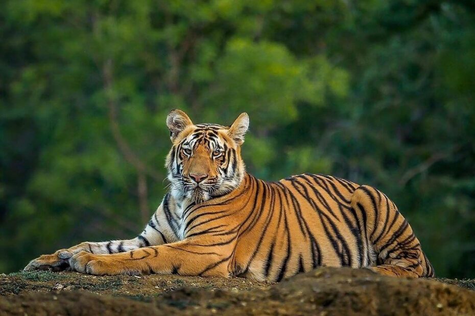 Royal Bengal Tiger How They Look Like What They Eat U0026 Unique Facts