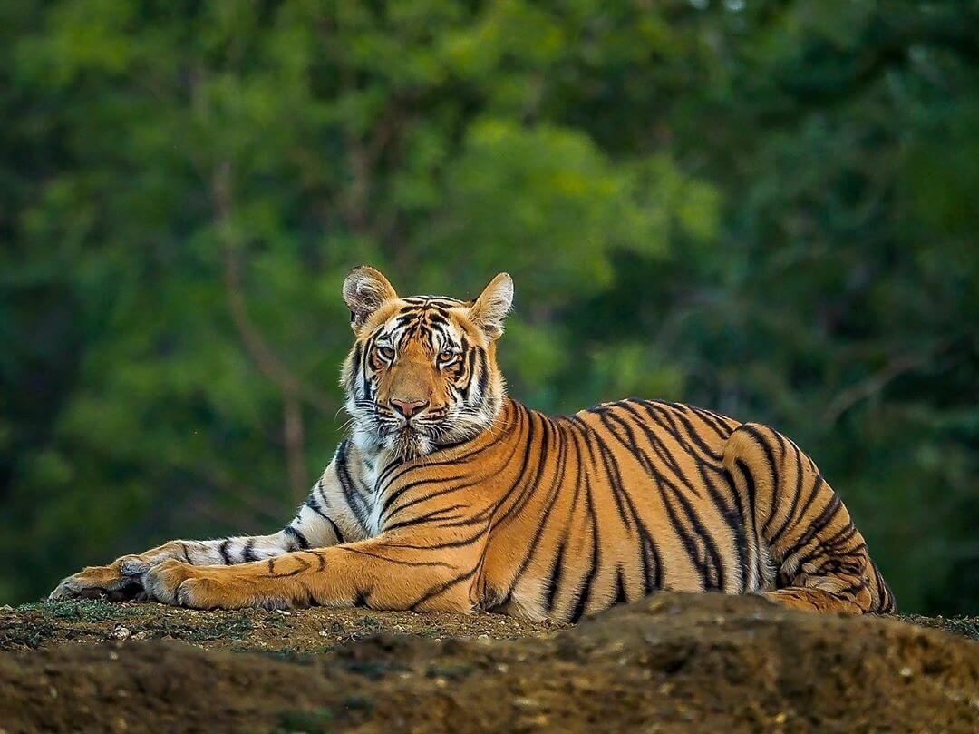 Royal Bengal Tiger How They Look Like What They Eat U0026 Unique Facts