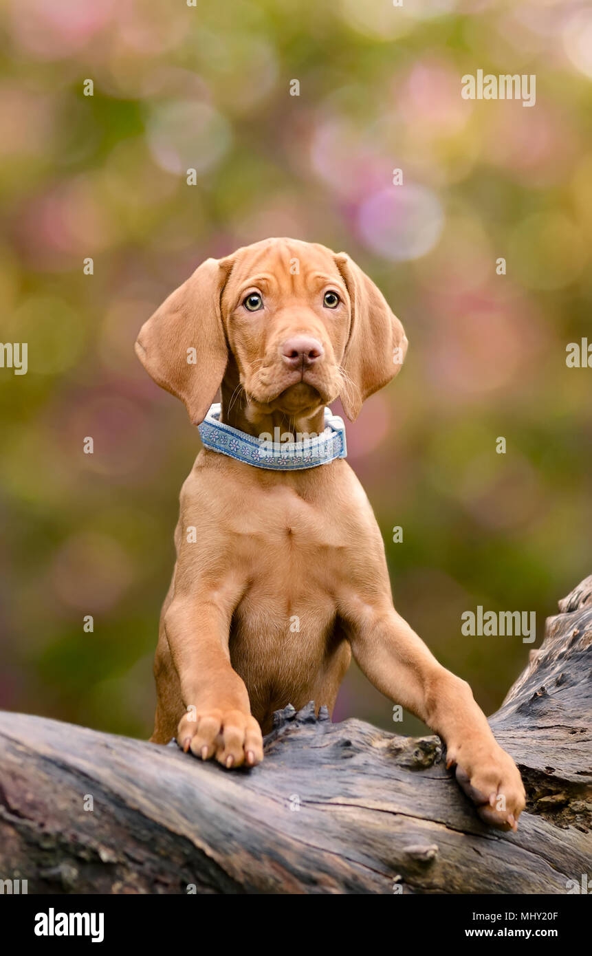 Rust Colored Dog Hi res Stock Photography And Images Alamy