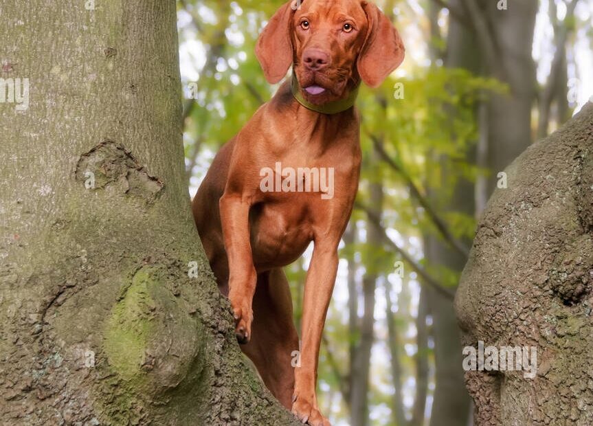 Rust Colored Dog Hi res Stock Photography And Images Alamy