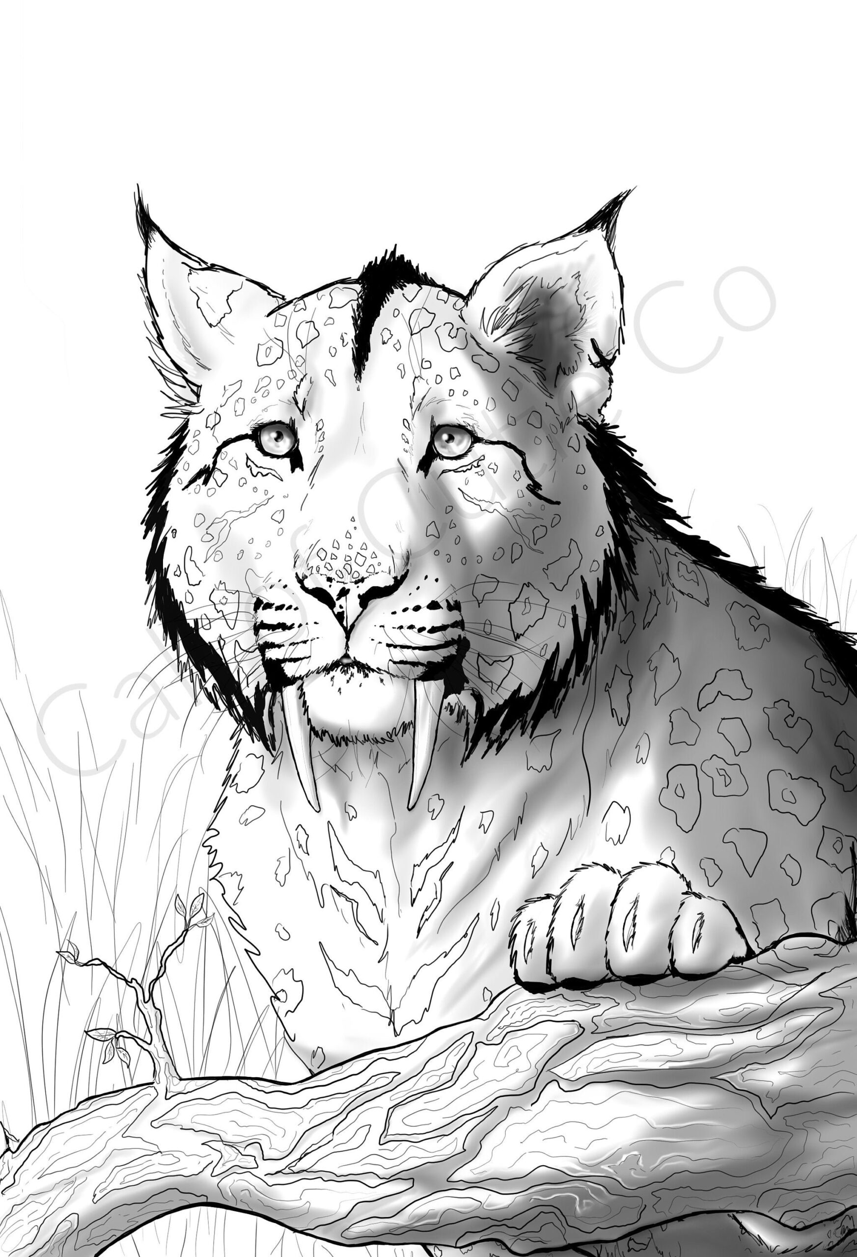 Saber Tooth Color Page digital Big Cat Coloring Page animal Color Sheets Etsy