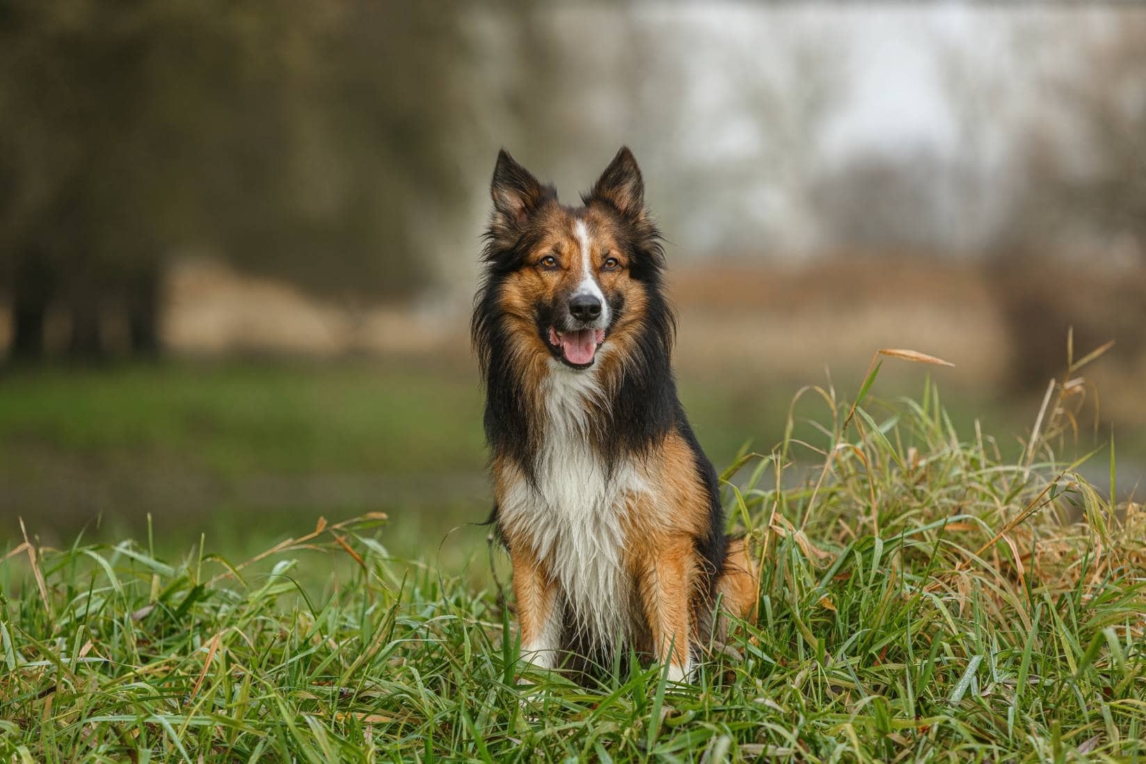 Sable Border Collie Info Pictures Origin U0026 History Dogster