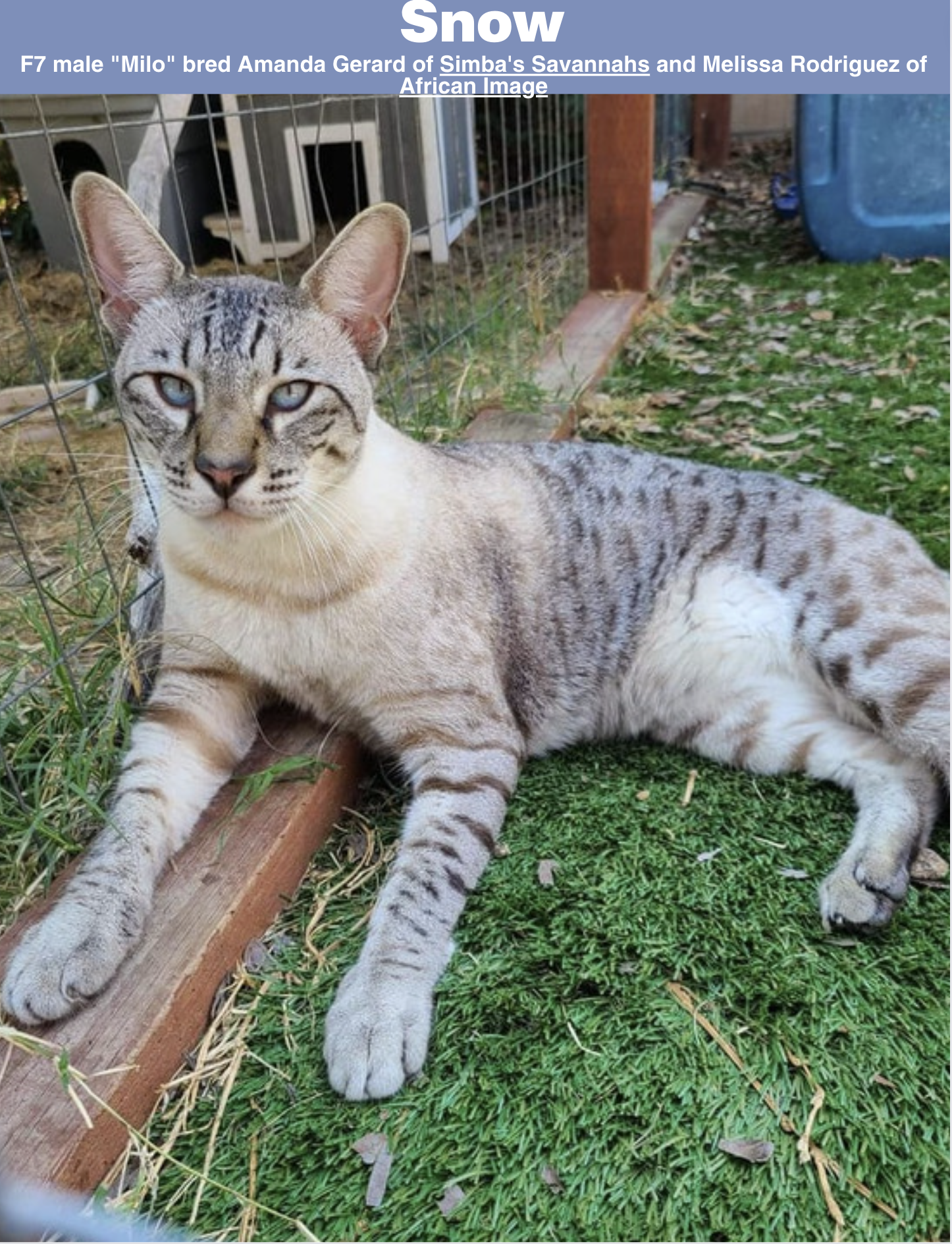 Savannah Cat Colors And Patterns