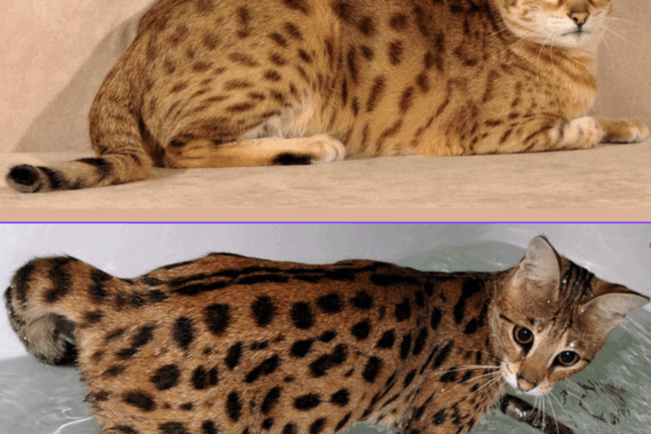 Savannah Cat Colors And Patterns