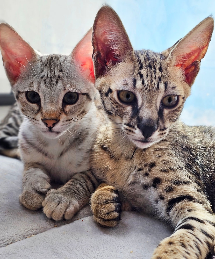 Savannah Cat Colors And Patterns A Guide To Their Striking Coat Variations