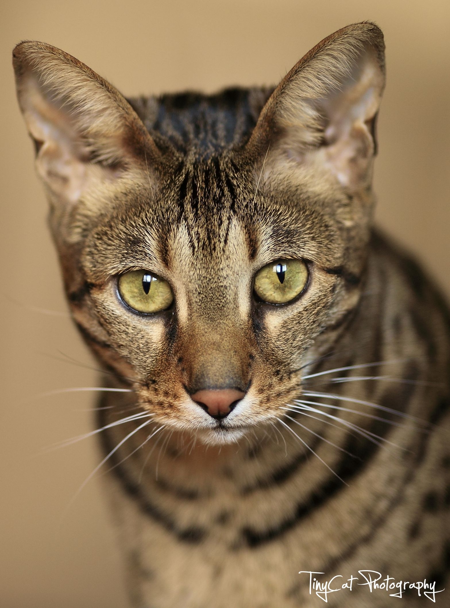 Savannah Cat Colors And Patterns F3SavannahCat