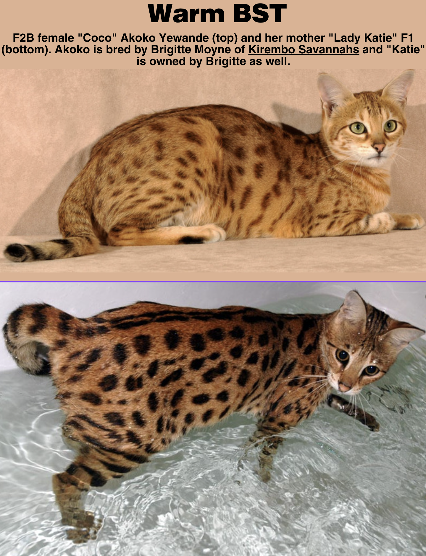 Savannah Cat Colors And Patterns