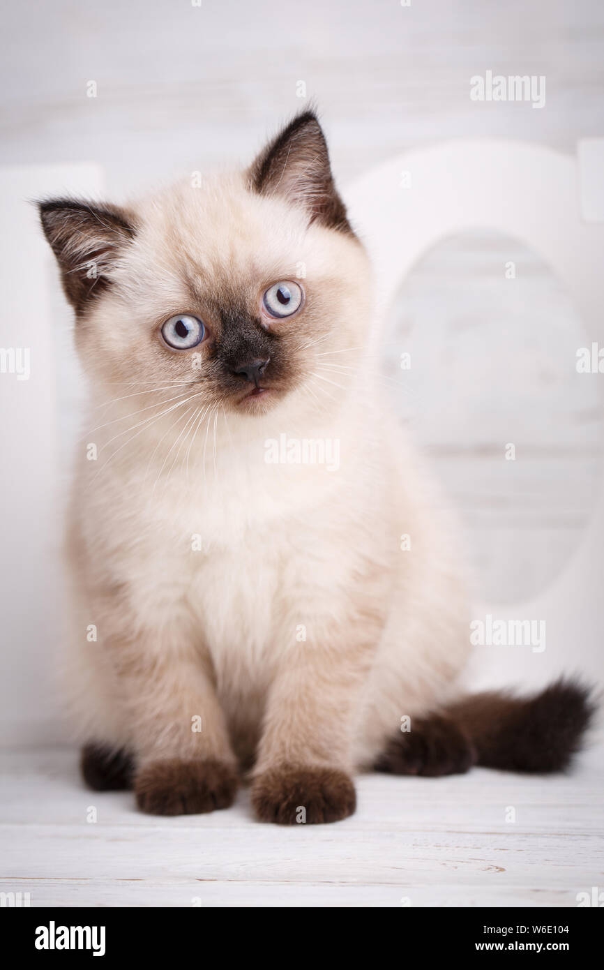 cream colored cats