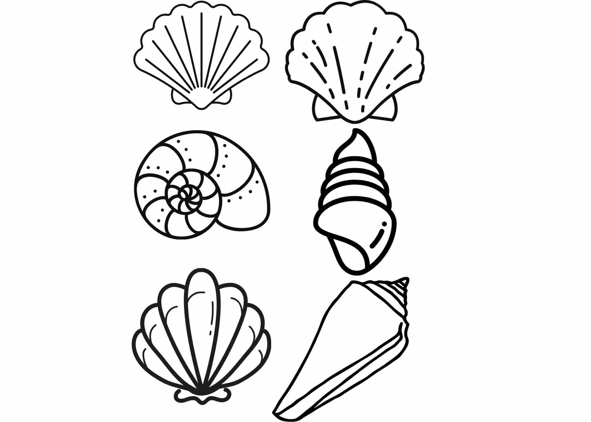 Sea Shell Ocean Beach Theme Modern Instant Digital Printable Download Template Clipart Cricut PDF SVG JPG Etsy Australia