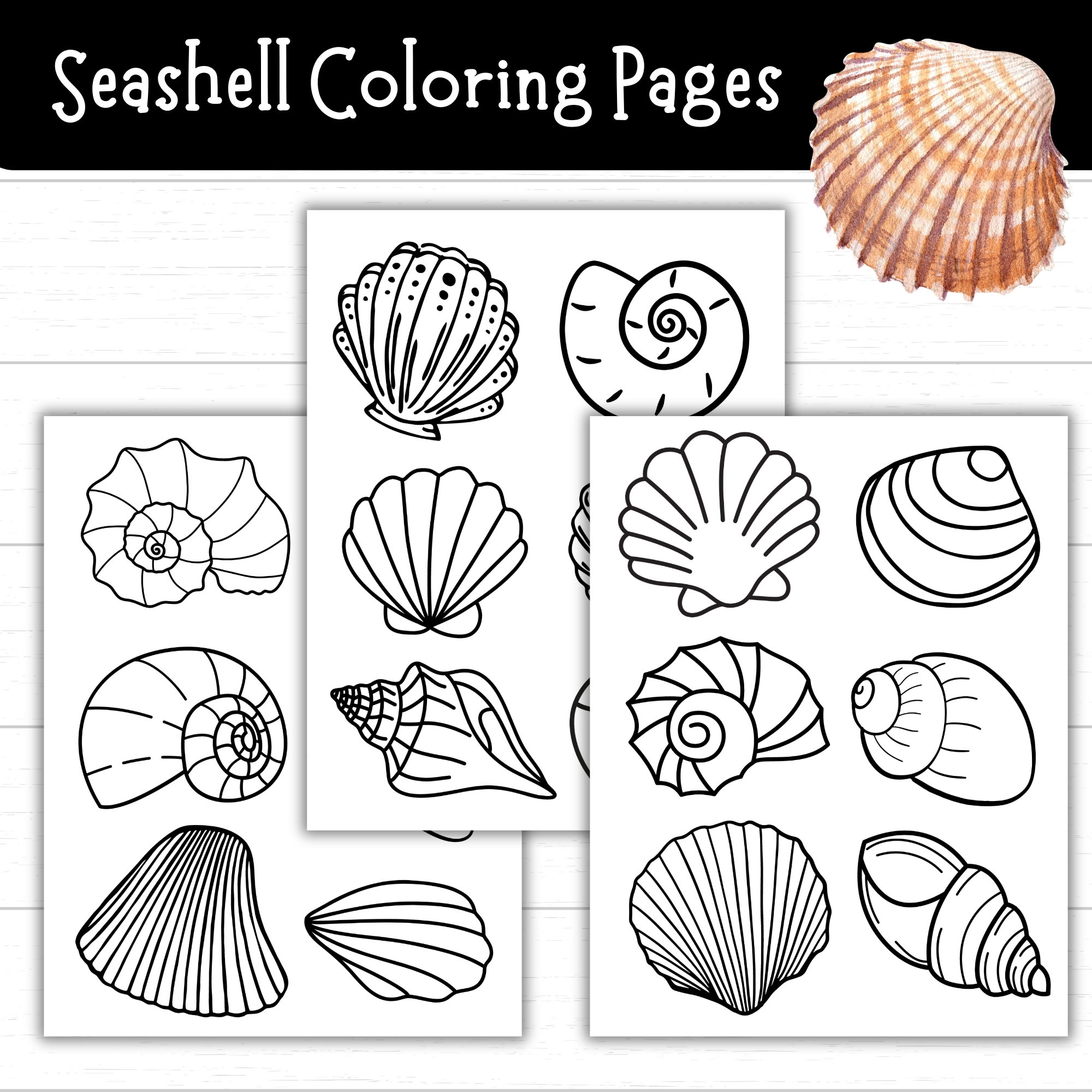 shell template printable