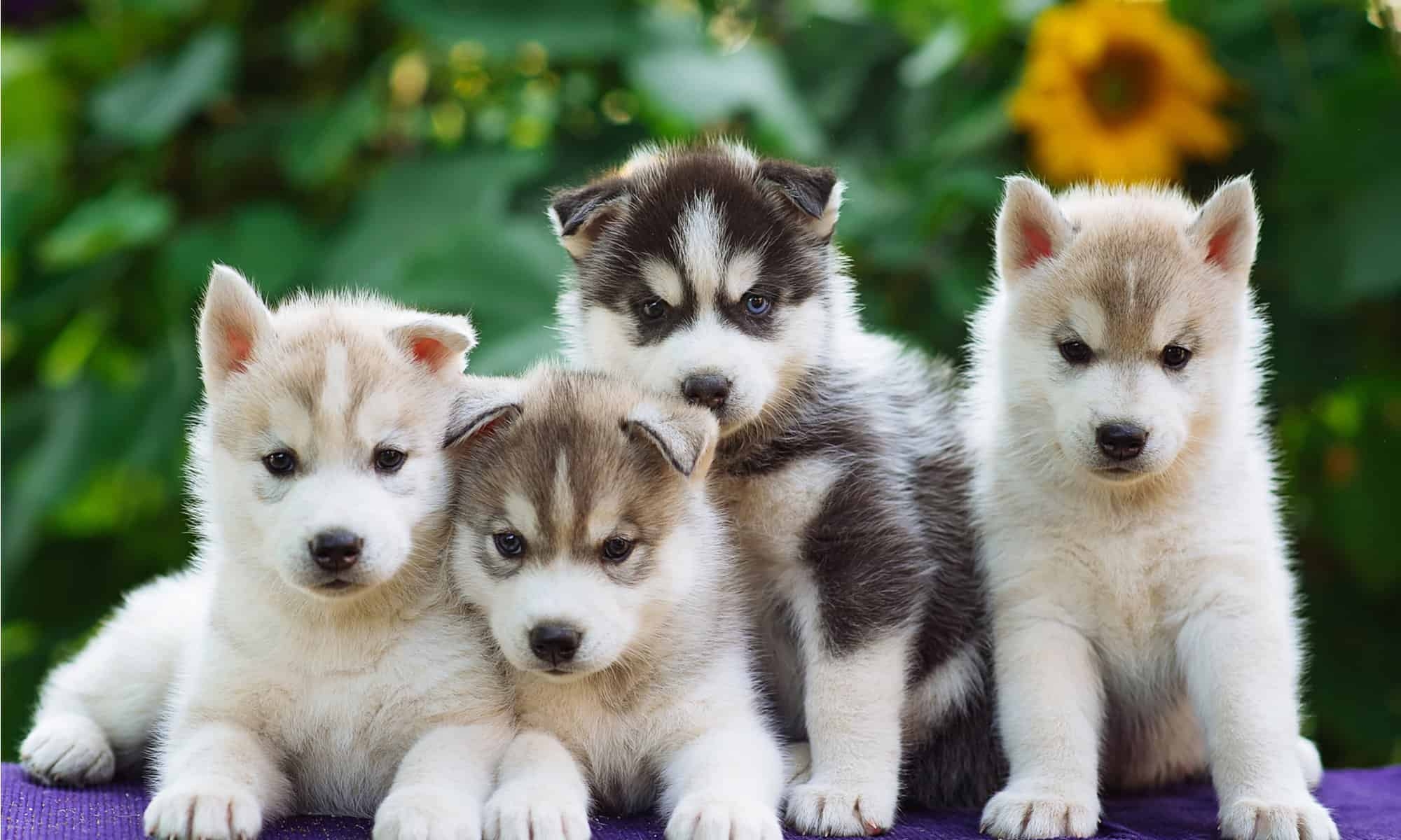 See 13 Rare And Unique Husky Colors A Z Animals