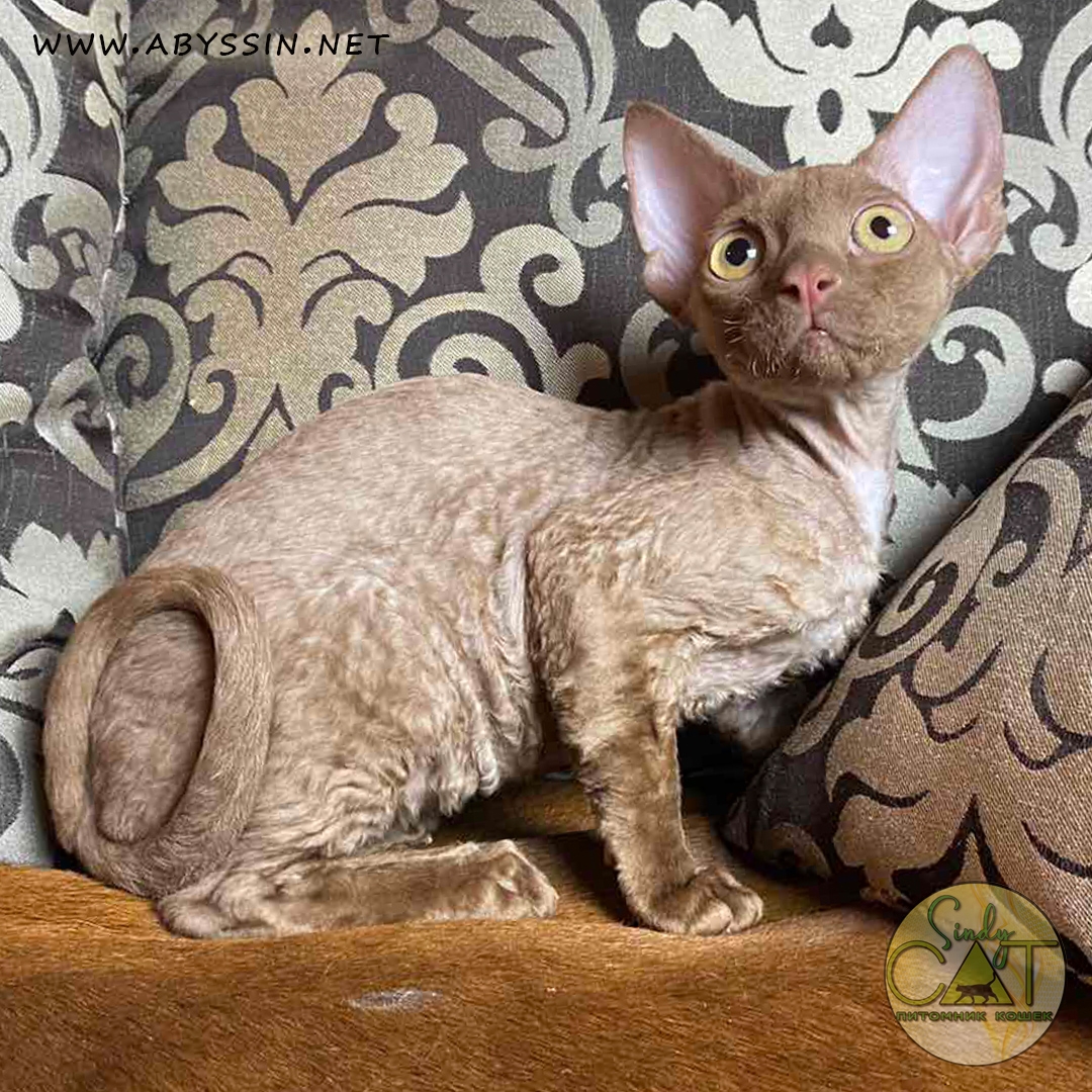 cinnamon color cats