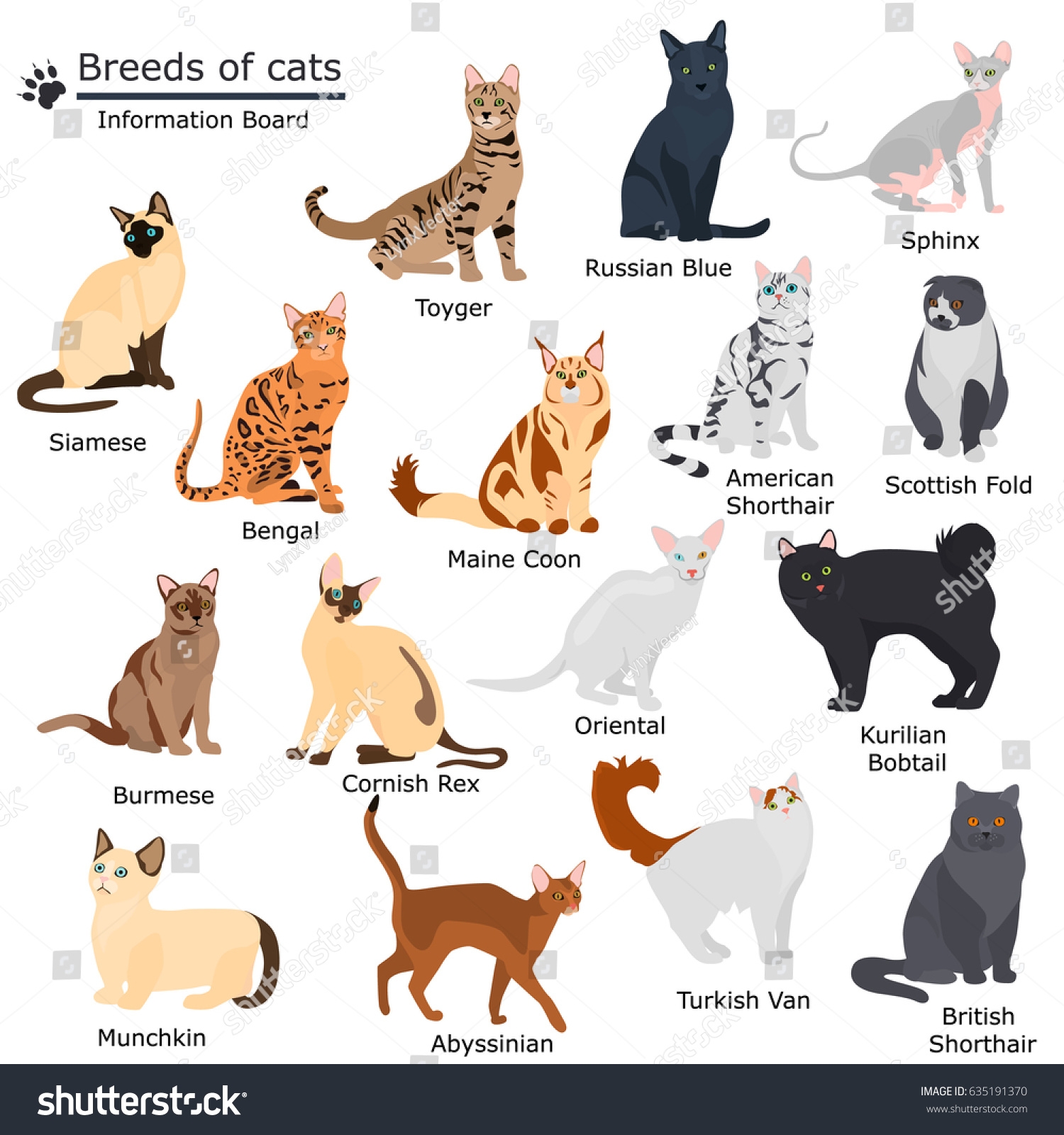 Set Cats Breeds Color Flat Icons Stock Vector Royalty Free 635191370 Shutterstock