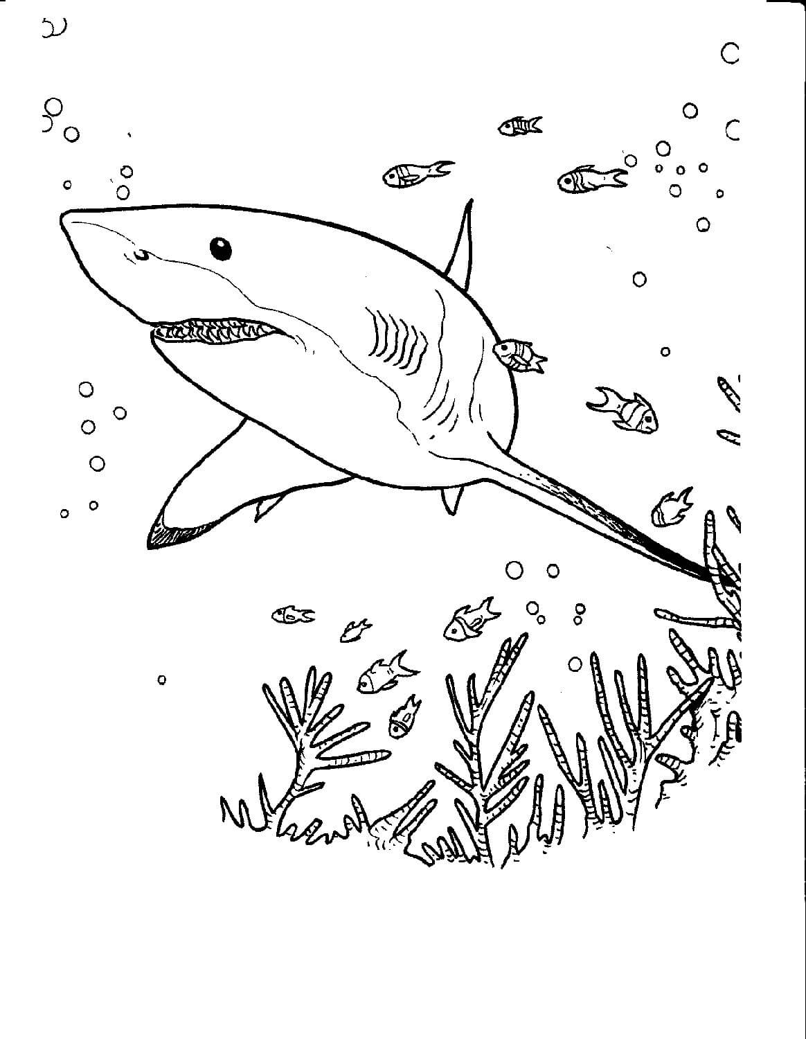 Shark Coloring Pages Printable Coloring Pages FREE