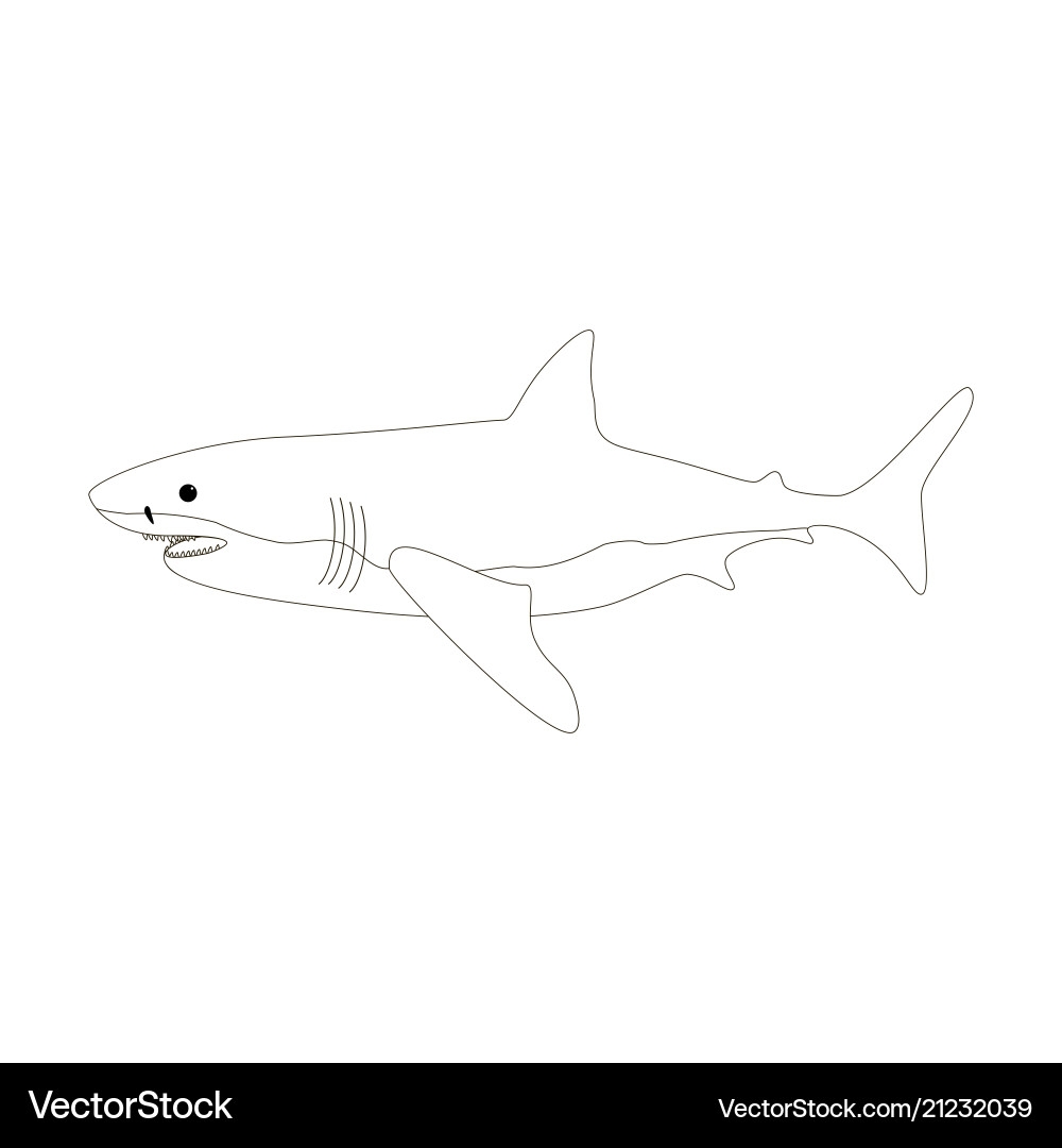 great white shark coloring