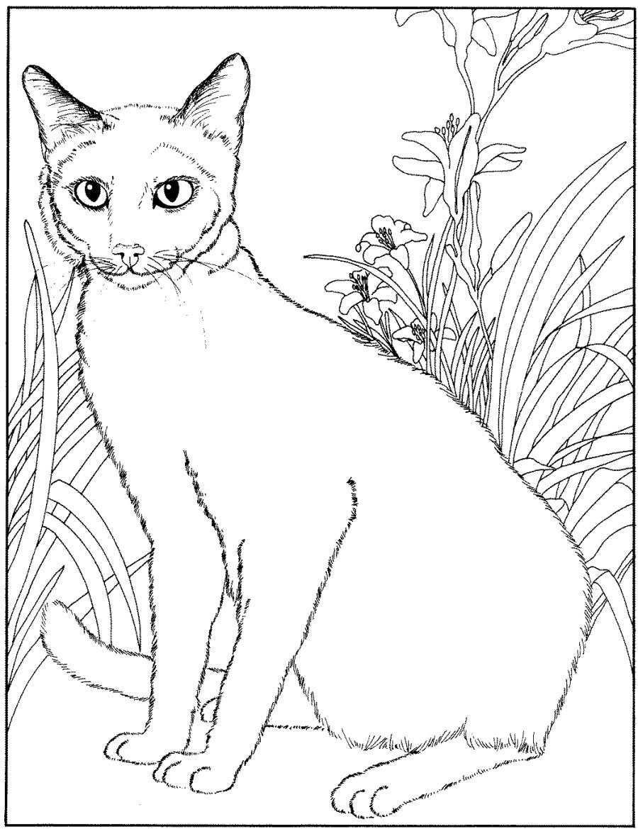 Siamese Cat Animals Coloring Pages For Adults