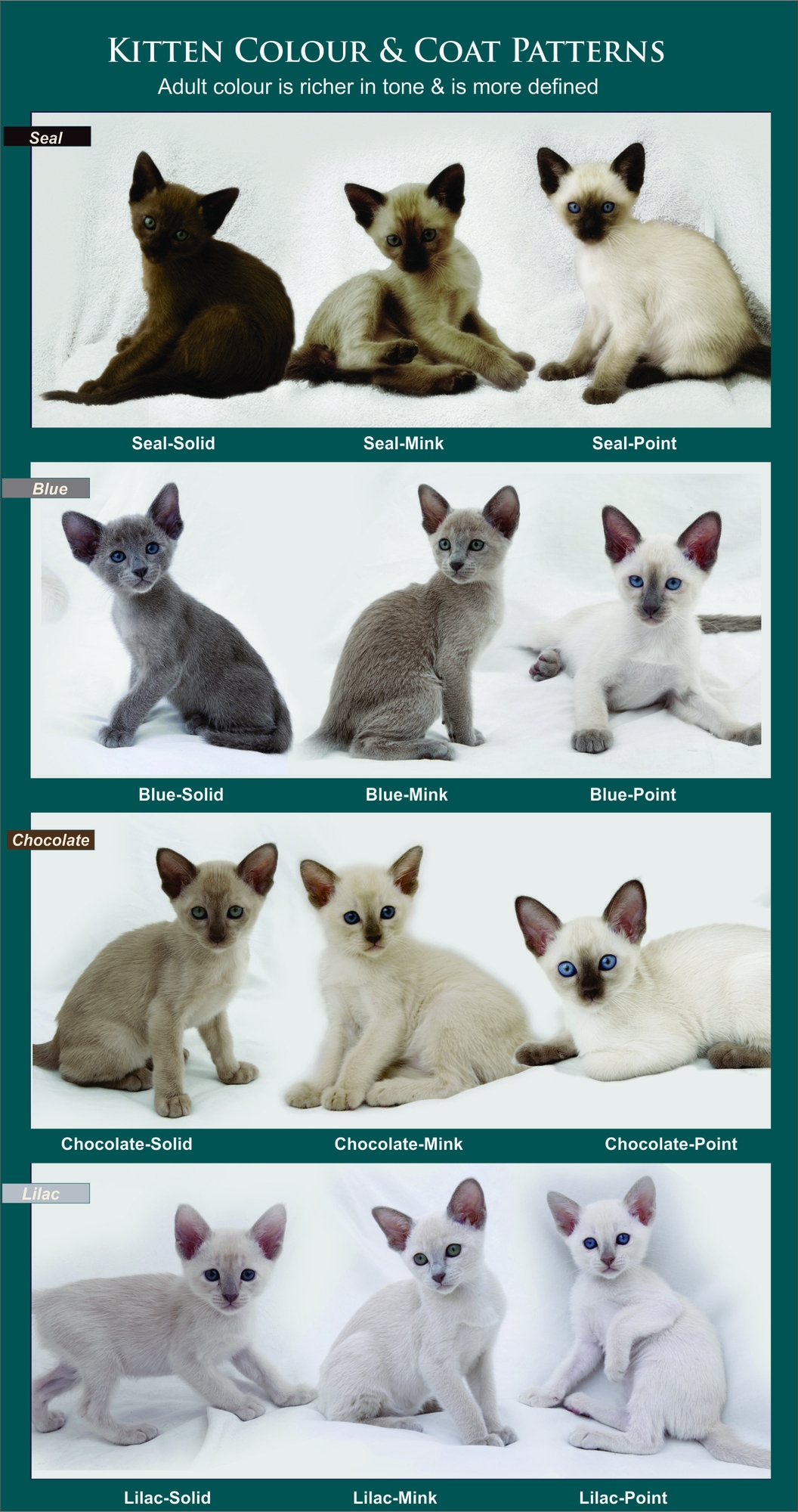Siamese Cat Coat Top