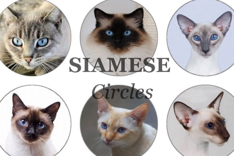 SIAMESE CAT Craft Circles color Point Siamese Kitties Instant Download Digital Printable bottlecaps Collage Sheet Diy Print 3 Sizes Etsy